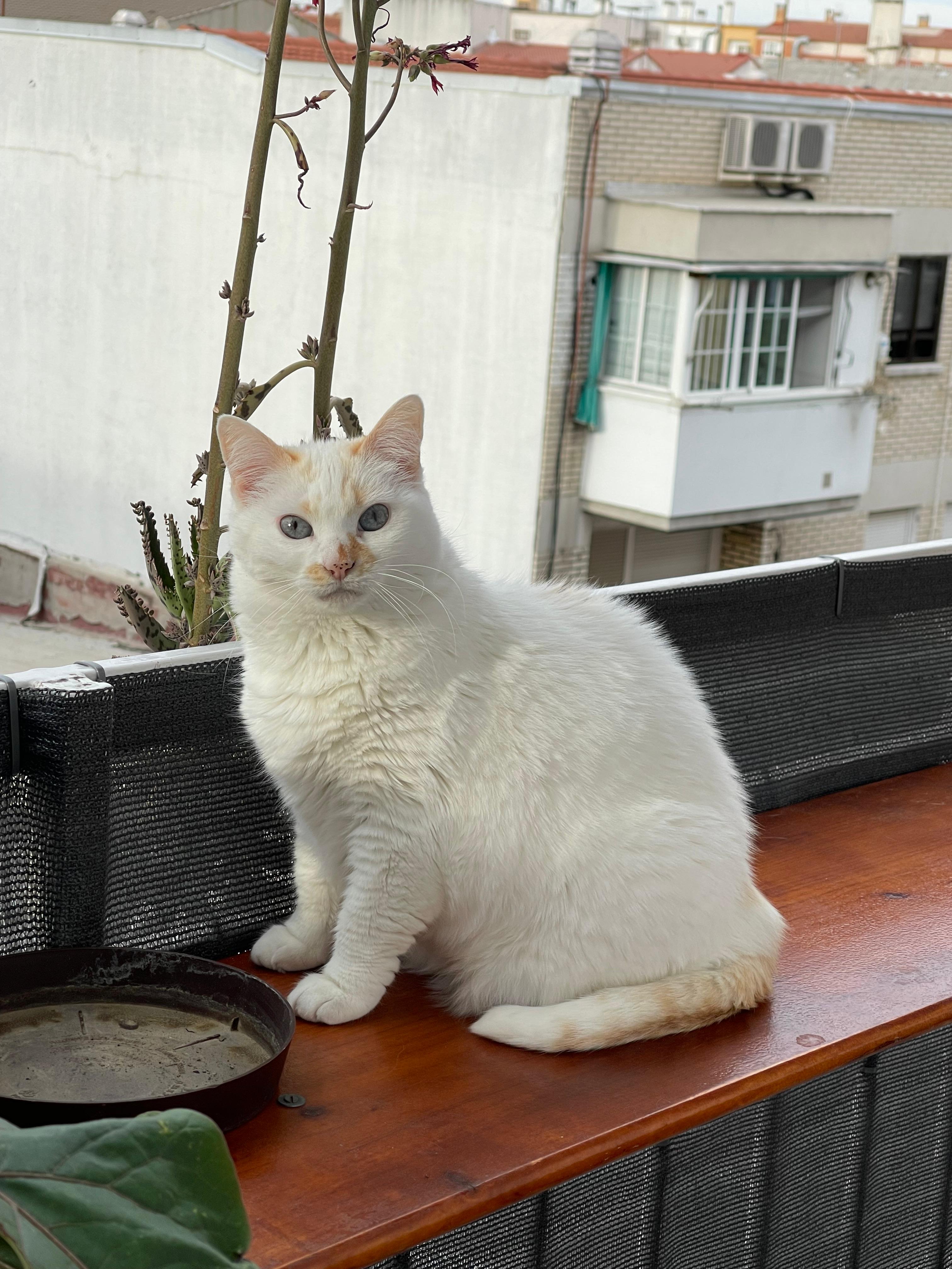 Photo of Charlotte, the artist's pet